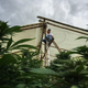 Many in Toribío work at marijuana plantations such as this one. The greenhouses are usually right outside peasant’s homes.